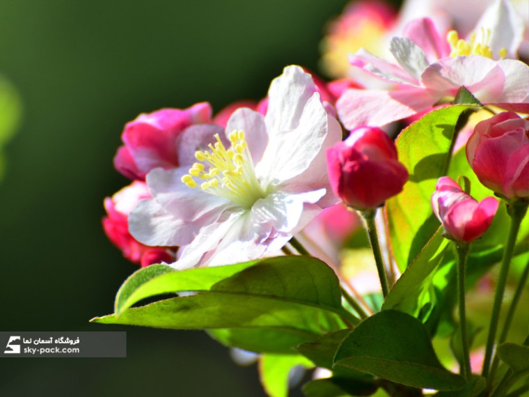 آسمان مجازی طرح غنچه و گل بهاری