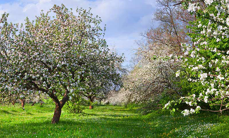 پوستر دیواری طرح باغ شکوفه