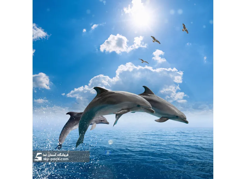 آسمان مجازی طرح دلفین ها و آسمان آبی