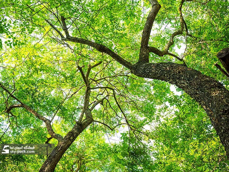 آسمان مجازی آشپزخانه طرح طبیعت