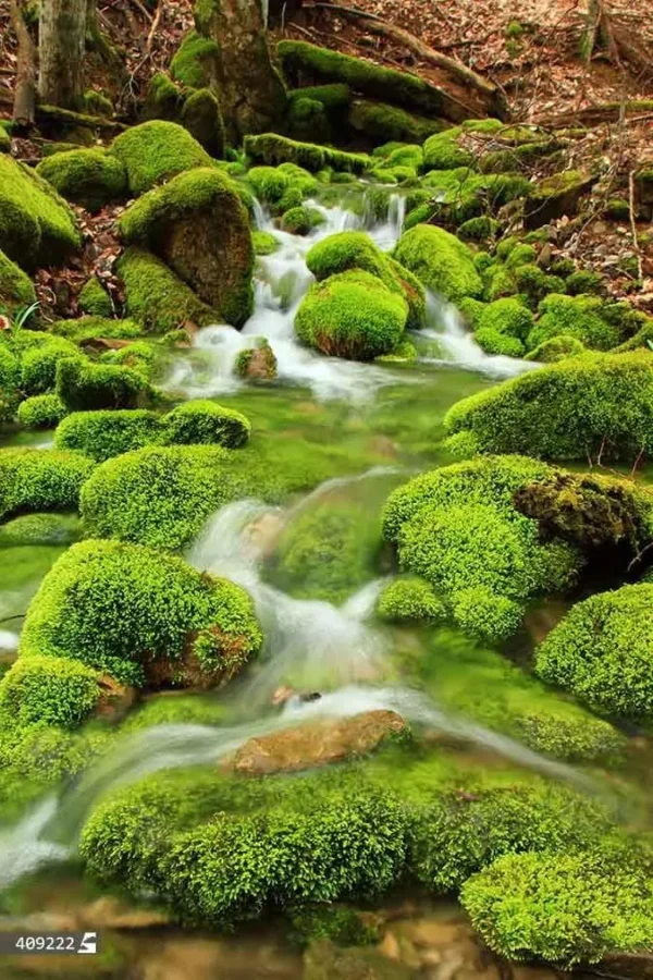 رودخانه جنگلی - Image 2