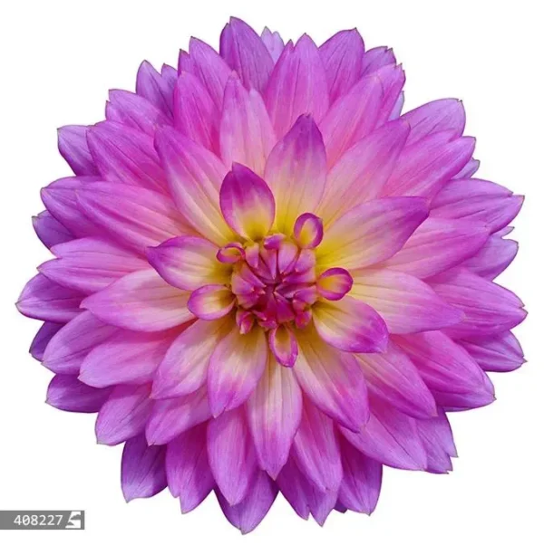 گل میخک صورتی - Image 2