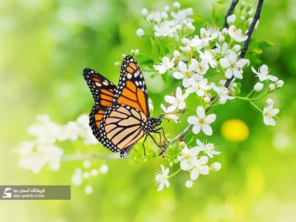 آسمان مجازی طرح گل بهار ، کد 34116 - Image 2