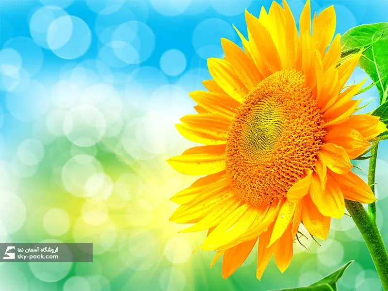 1587130277644.webp آسمان مجازی گل آفتابگردان - Image 1
