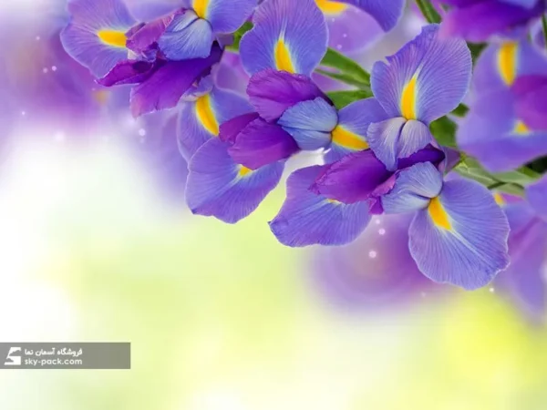 آسمان مجازی گل بنفش ، کد 34129 - Image 2
