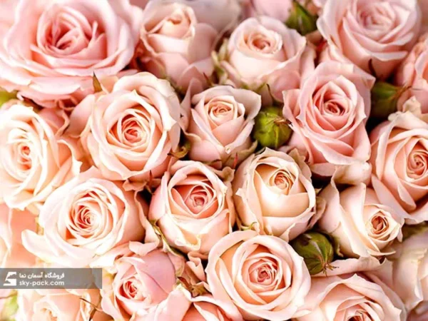 پس زمینه گل های رز - Image 2