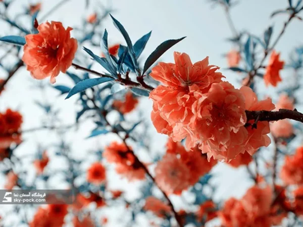 آسمان مجازی طرح شکوفه قرمز ، کد 34101 - Image 2