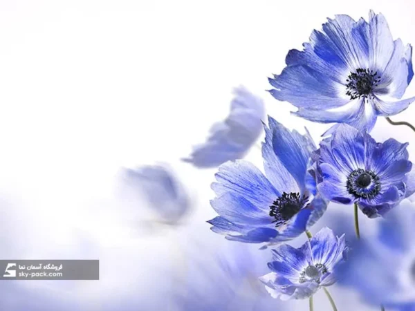 آسمان مجازی طرح گل بنفش - Image 2