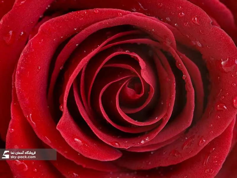 1587276959404.webp آسمان مجازی طرح گل رز قرمز ، 34154 - Image 1