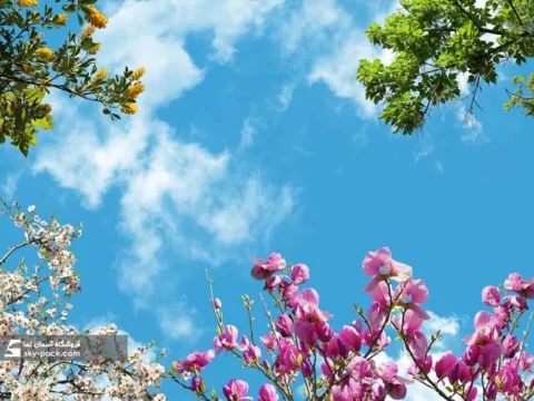 آسمان مجازی طرح شکوفه های بادام