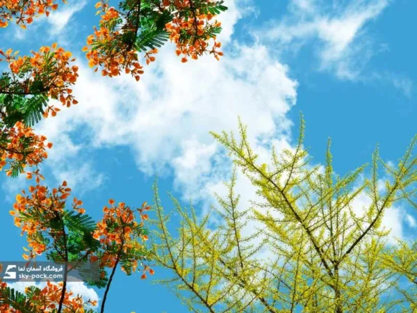 آسمان مجازی گل طاووس - Image 2