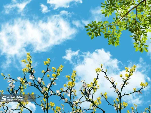 آسمان مجازی گلهای زرد و سفید - Image 2