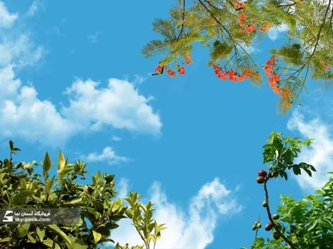 آسمان مجازی درخت برگ سوزنی