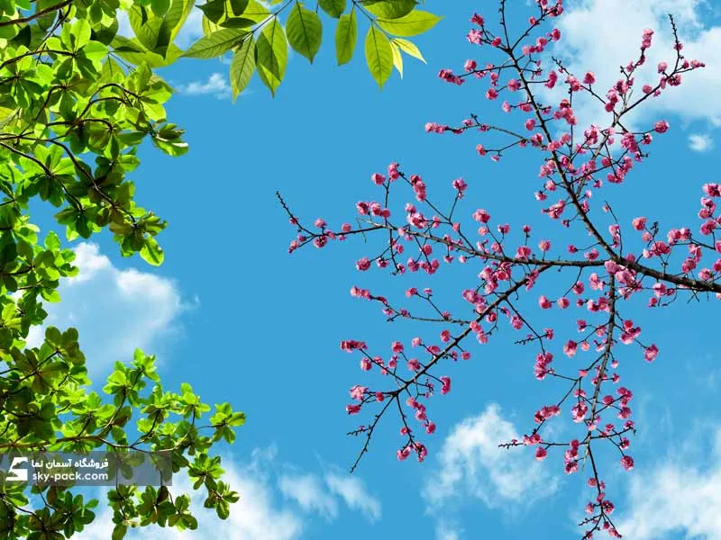 1591097533114.webp آسمان مجازی شکوفه های آلو - Image 1