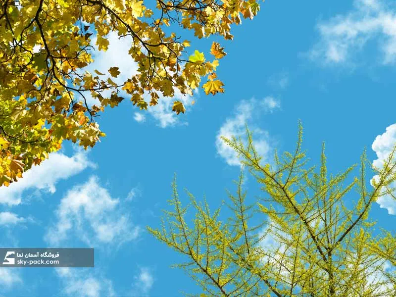1591603744556.webp آسمان مجازی طرح برگ های سبز - Image 1
