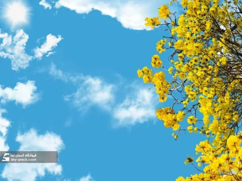 آسمان مجازی طرح شکوفه زرد