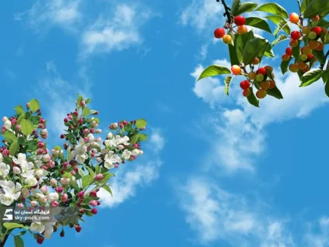 آسمان مجازی طرح گیلاس صورتی