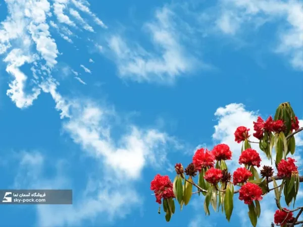 آسمان مجازی طرح گلهای قرمز هیمالیا - Image 2