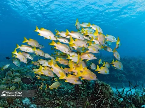 آسمان مجازی طرح ماهی های زرد