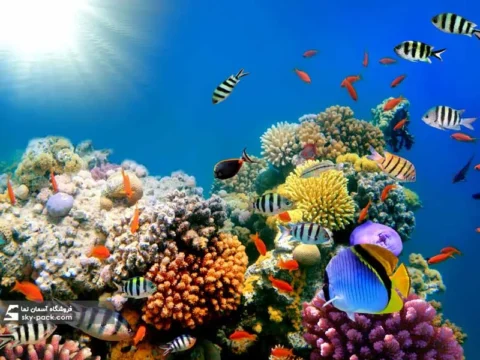 آسمان مجازی طرح  صخره های مرجانی