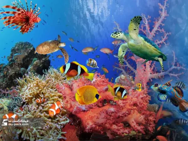 آسمان مجازی طرح آکواریوم مرجانی - Image 2