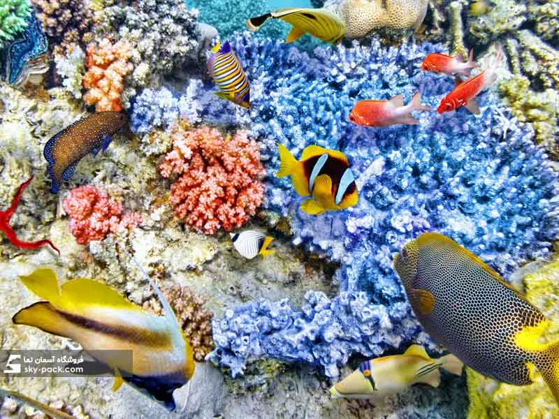 1592823503742.webp آسمان مجازی طرح دنیای رنگی زیر آب - Image 1