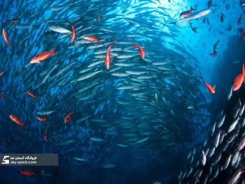 آسمان مجازی طرح دنیای ماهی ها
