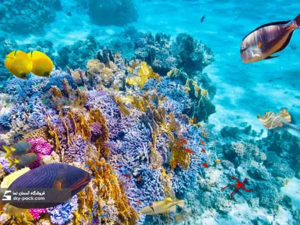 آسمان مجازی طرح ماهی های دریای سرخ - Image 2