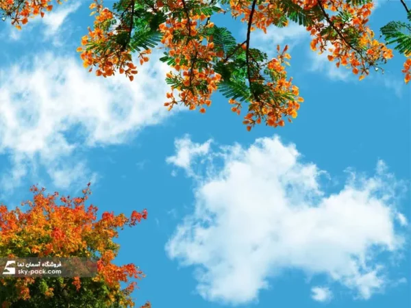 آسمان مجازی سرح گلهای نارنجی در تابستان - Image 2