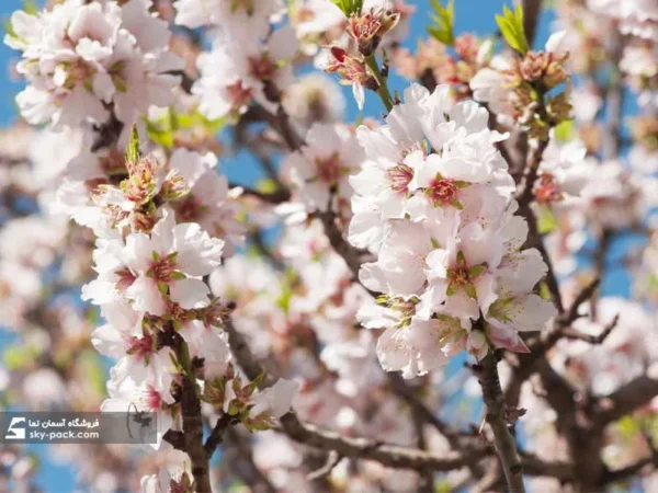 آسمان مجازی طرح شکوفه های بادام - Image 2