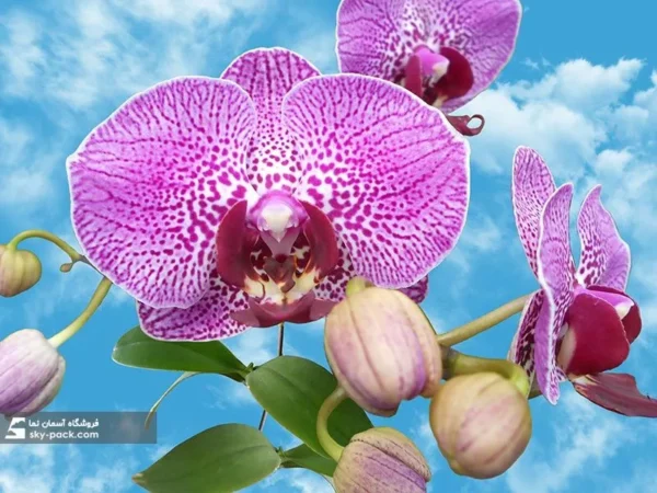 آسمان مجازی گل ارکیده بنفش بزرگ - Image 2