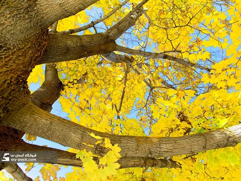 1597761995924.webp طرح آسمان مجازی درخت پاییزی - Image 1
