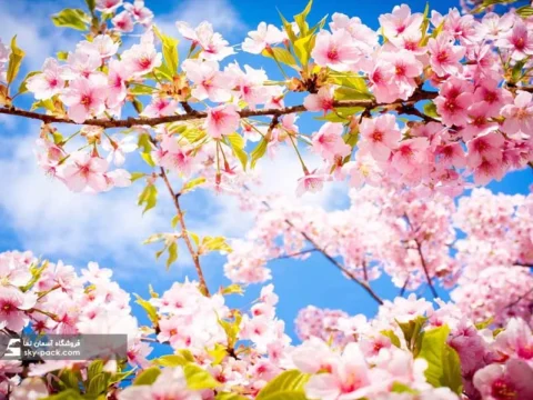 آسمان مجازی طرح شکوفه