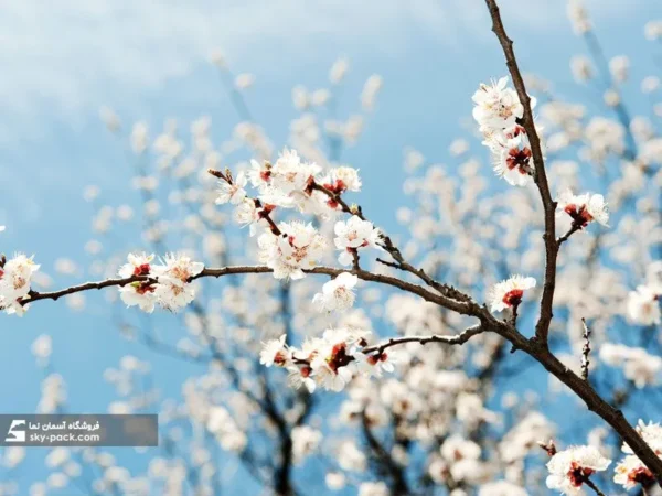 آسمان مجازی طرح شکوفه های گیلاس شیرین - Image 2