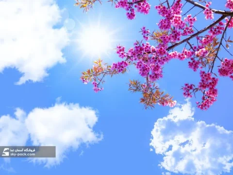 آسمان مجازی طرح شکوفه های سرخ
