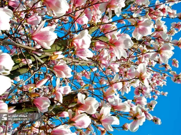 آسمان مجازی طرح مگنولیا - Image 2