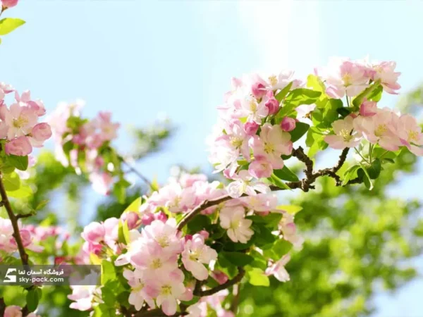 آسمان مجازی طرح شکوفه های سفید و پس زمینه ماکرو - Image 2