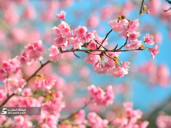 آسمان مجازی طرح شکوفه صورتی بهاری - Image 2