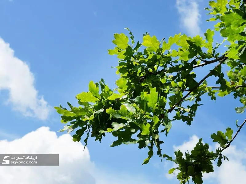1598864961382.webp آسمان مجازی طرح برگ پنجه ای و آسمان - Image 1