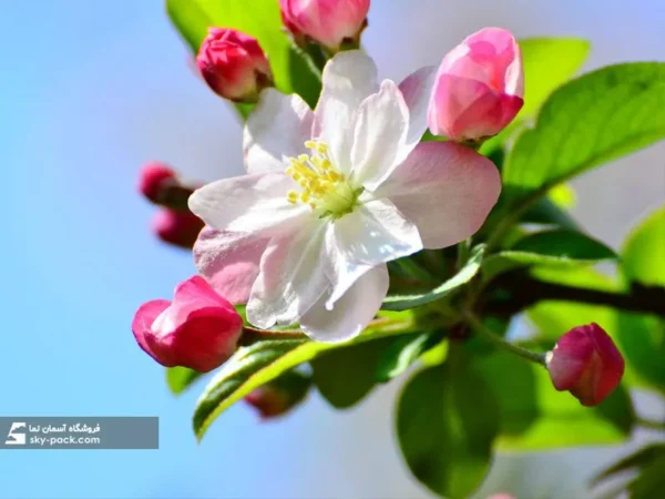 آسمان مجازی طرح غنچه شکوفه بهاری - Image 2
