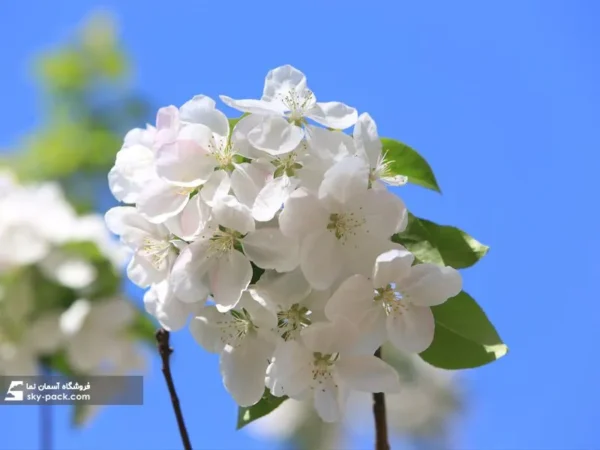 آسمان مجازی طرح شکوفه بهاری - Image 2