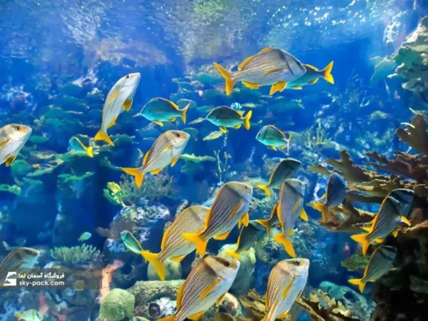 آسمان مجازی طرح ماهی پروانه ای - Image 2