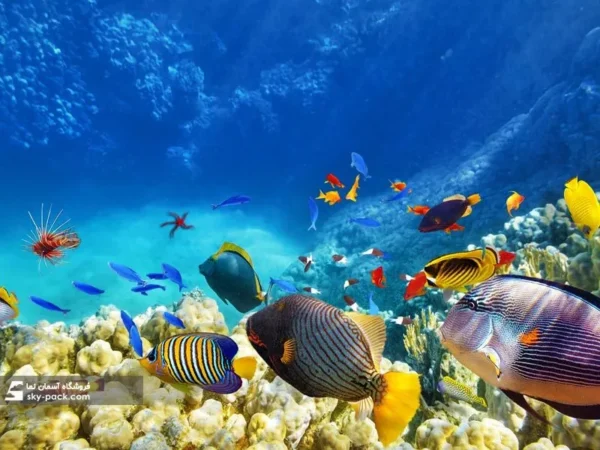 آسمان مجازی طرح ماهی و سخره های مرجانی - Image 2