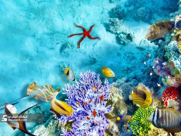 آسمان مجازی ماهی و آکواریوم طرح ماهی های رنگی - Image 2