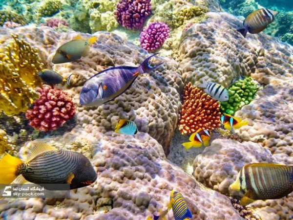 آسمان مجازی طرح آکواریوم - Image 2