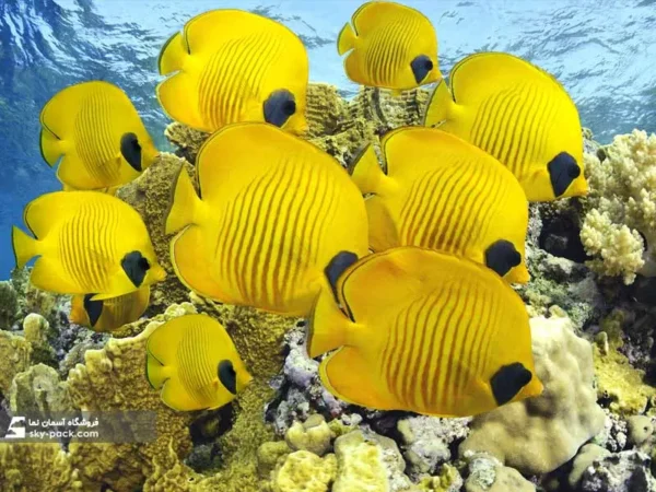آسمان مجازی ماهی های زرد - Image 2