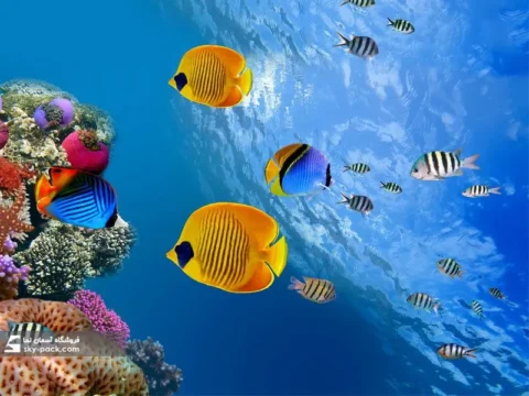 آسمان مجازی ماهی و آکواریوم  طرح ماهی