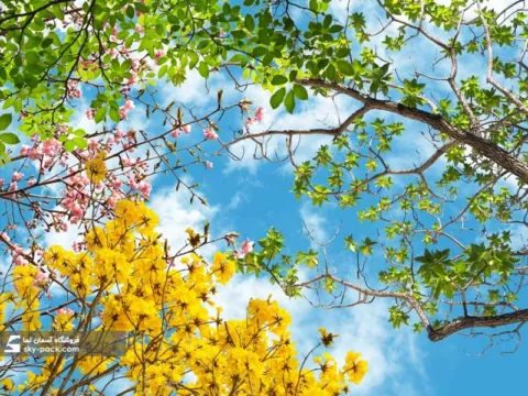آسمان مجازی طرحآسمان پر درخت