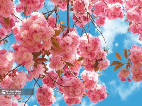 آسمان مجازی طرح شکوفه ها