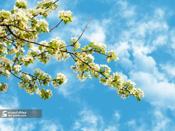 آسمان مجازی طرح شکوفه های سفید - Image 2
